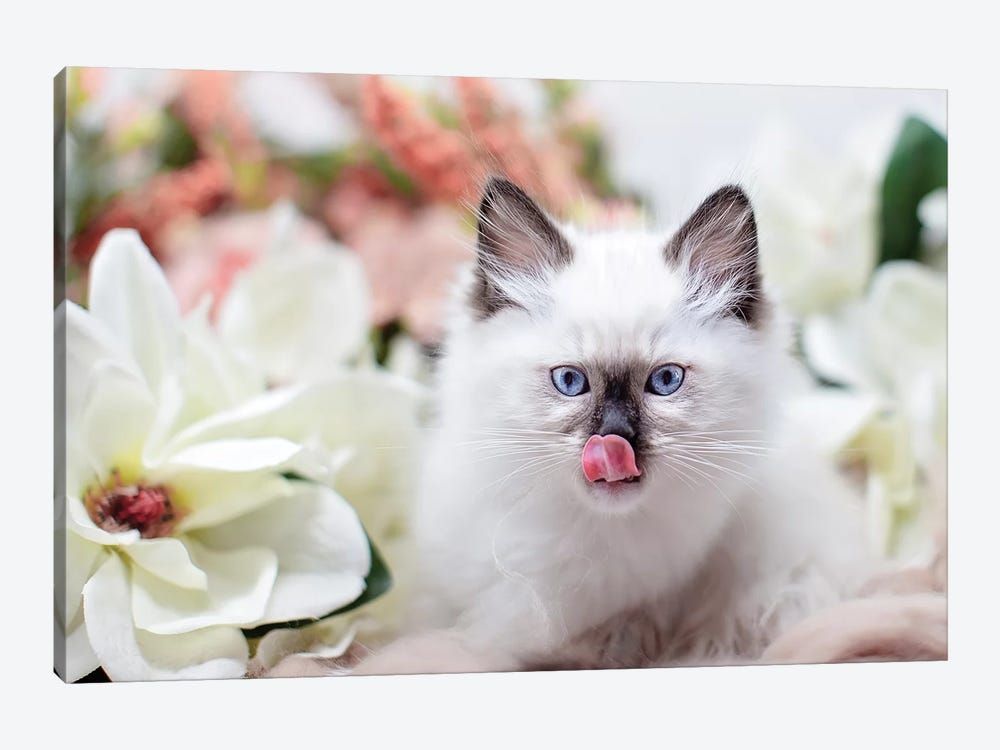 Ragdoll Kitten Sweet Canvas Poster 8″x12″ 12×18″ 18″x26″ 24″x36″ 30″x45″