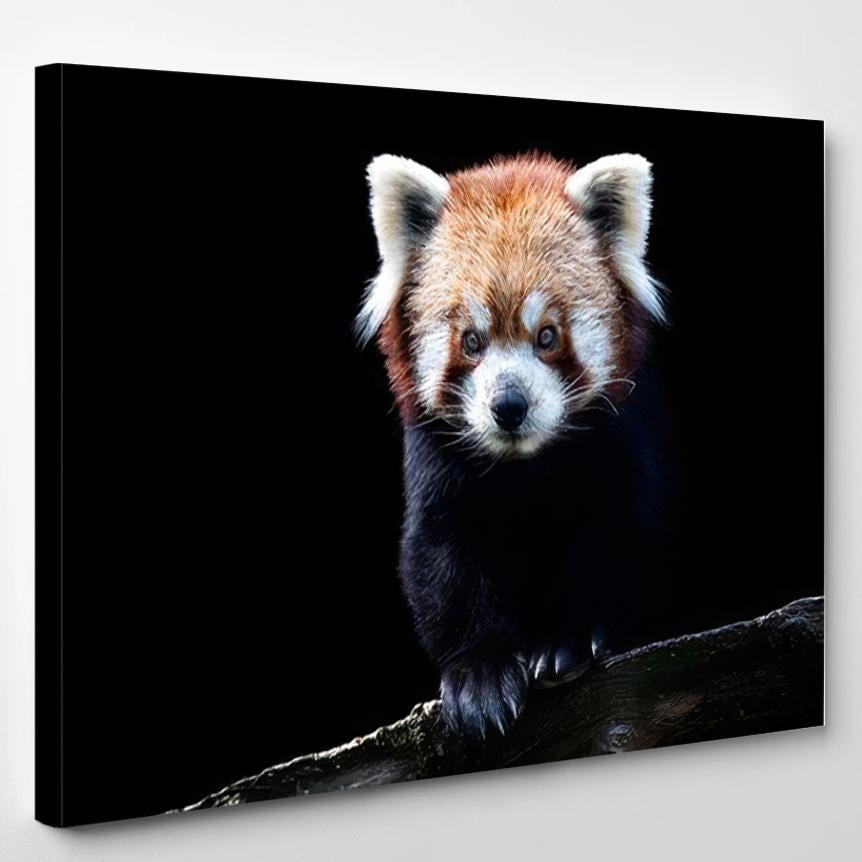 Portrait Red Panda Ailurus Fulgens Isolated – Bear Animals Canvas Print