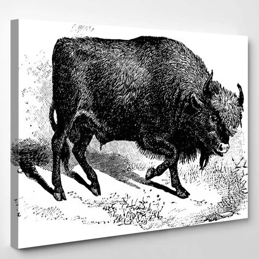 Typical Representation Large Broad Muscular Shaggy – Bison Animals Canvas Print