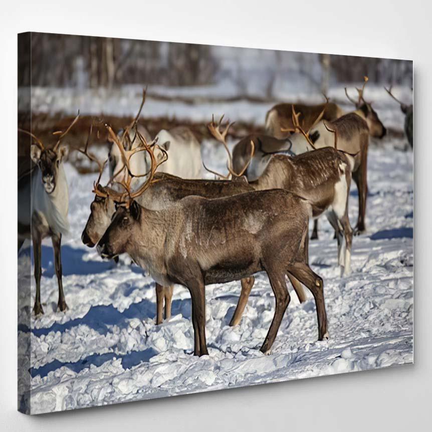 Reindeer On Free Pasture Tundra – Deer Animals Canvas Print