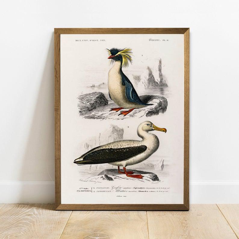 Penguin Print, Antique Animal Painting, Vintage Drawing Poster Wall Art