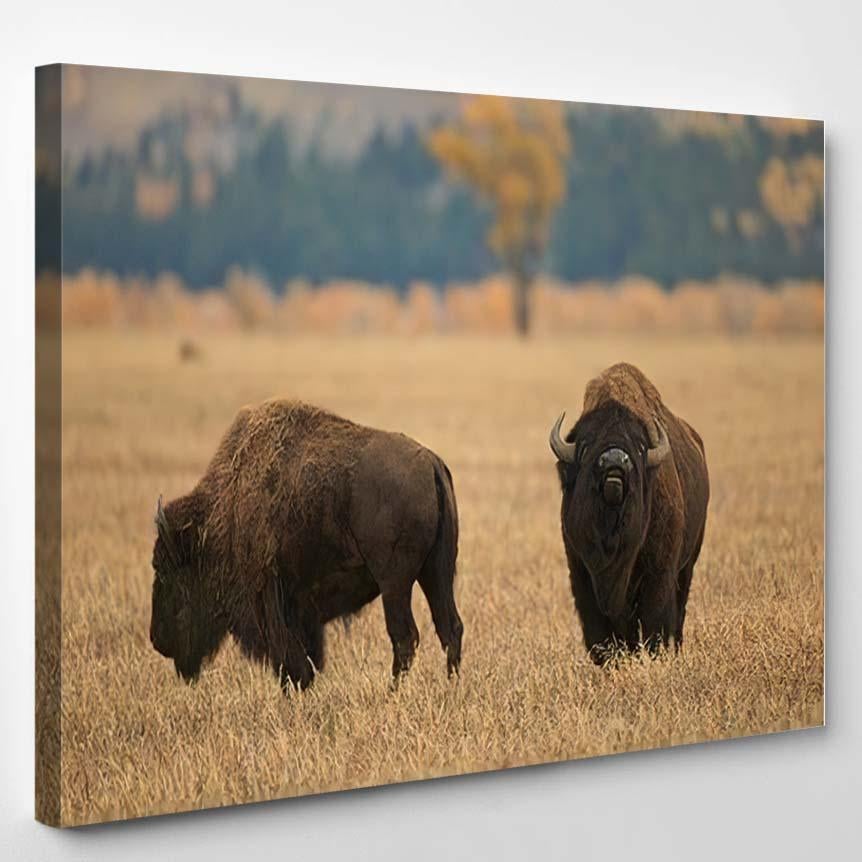 American Bison Grand Teton Yellowstone Nps 1 – Bison Animals Canvas Print