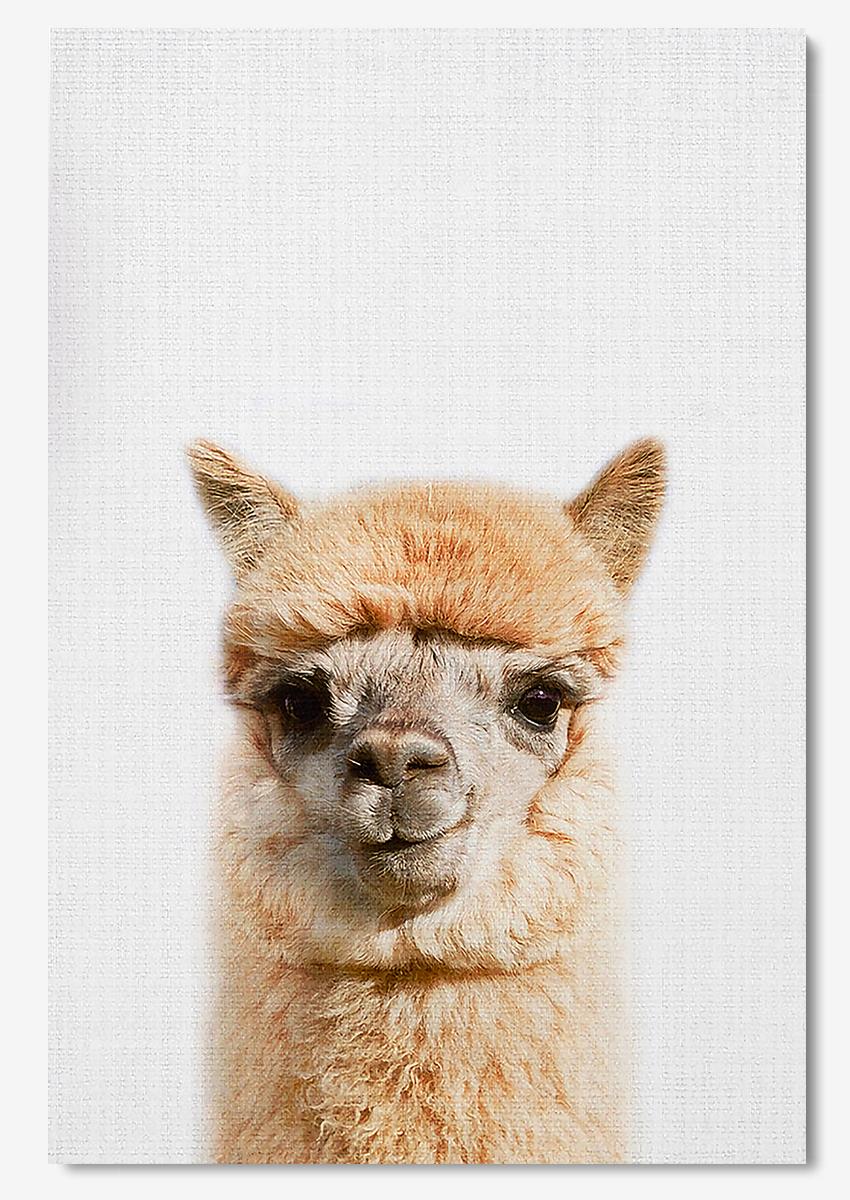 Alpaca Animal Wall Art For Alpaca Lover Kid Room Decor Poster