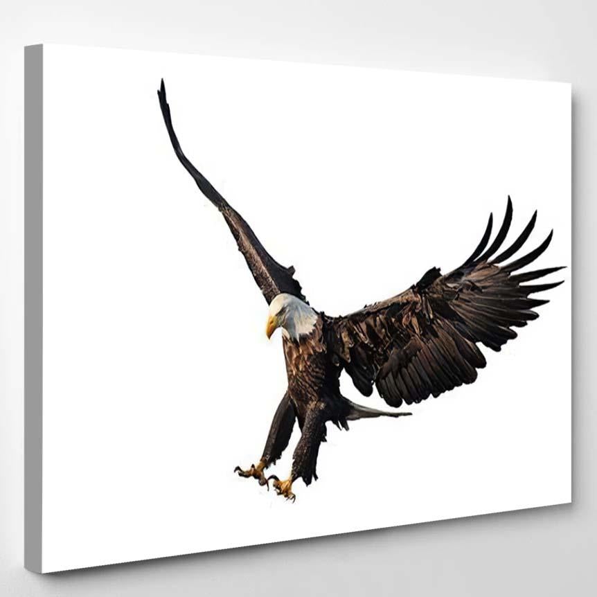 American Bald Eagle Landing Isolated On – Eagle Animals Canvas Print