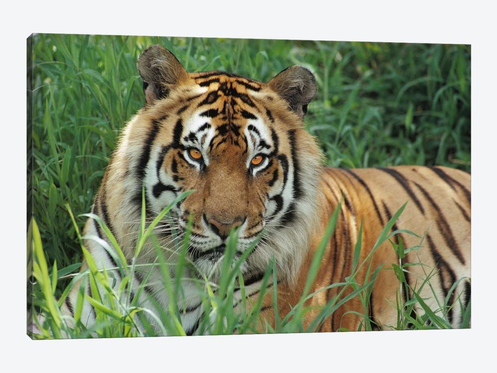 Bengal Tiger, Hilo Zoo, Hawaii Canvas Poster 8″x12″ 12×18″ 18″x26″ 24″x36″ 30″x45″