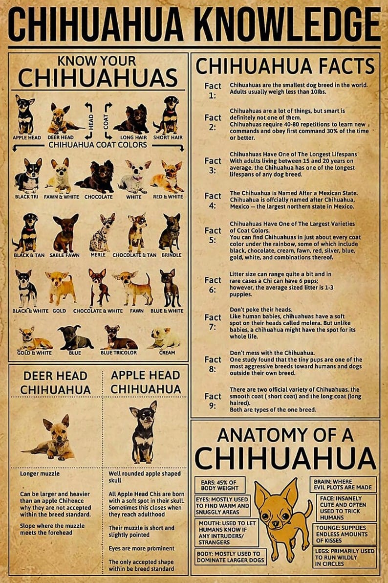 Chihuahua Knowledge Poster  Canvas