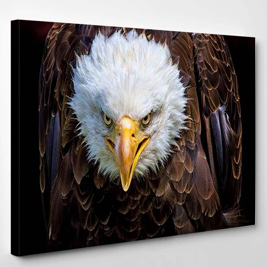 Angry North American Bald Eagle On 4 – Eagle Animals Canvas Print