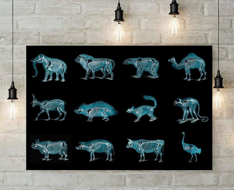 Veterinarians Animals X Ray Horizontal Print Poster