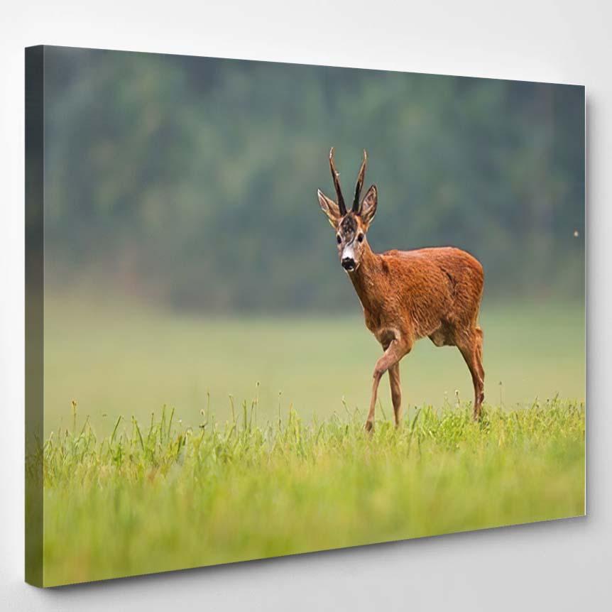 Roe Deer Buck Capreolus Big Antlers – Deer Animals Canvas Print