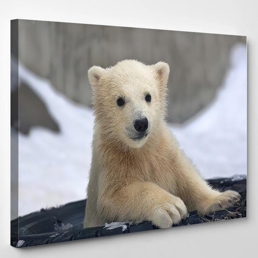 Portrait Polar Bear Baby Tired Tire – Bear Animals Canvas Print