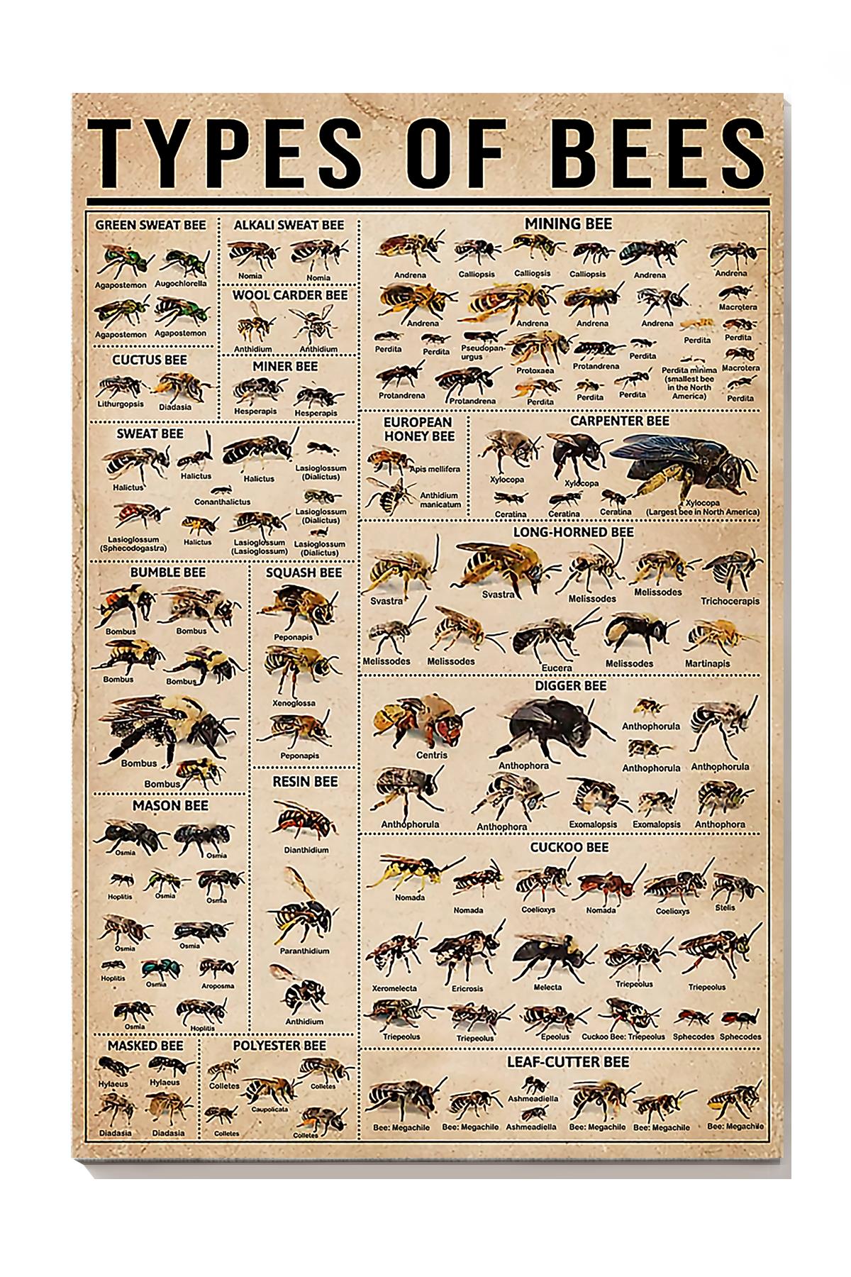 Types Of Bees Animal Wall Art Gift For Bee Lovers Scientists Wrapped Canvas