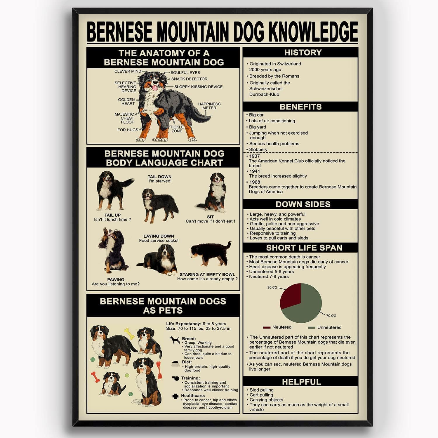 Bernese Mountain Dog Knowledge Poster  Canvas