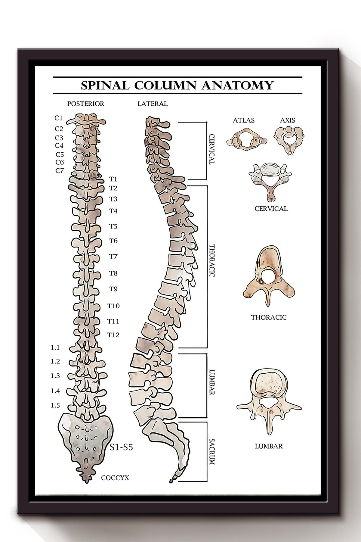 Basic Knowledge Of Spinal Column Anatomy Wall Art For Consulting Room Framed Matte Canvas