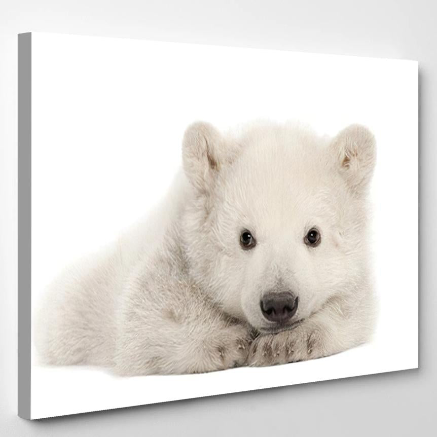 Polar Bear Cub Ursus Maritimus 3 3 – Bear Animals Canvas Print