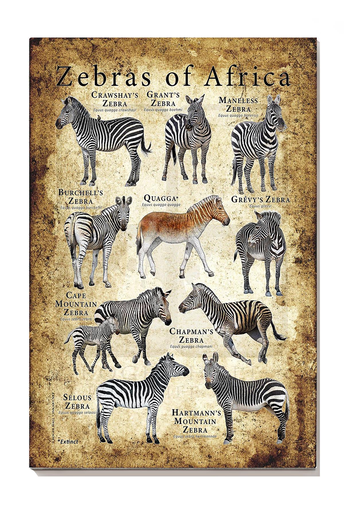 Zebras Of Africa Animal Wall Decor Gift For Explorer Zoologist Wrapped Canvas