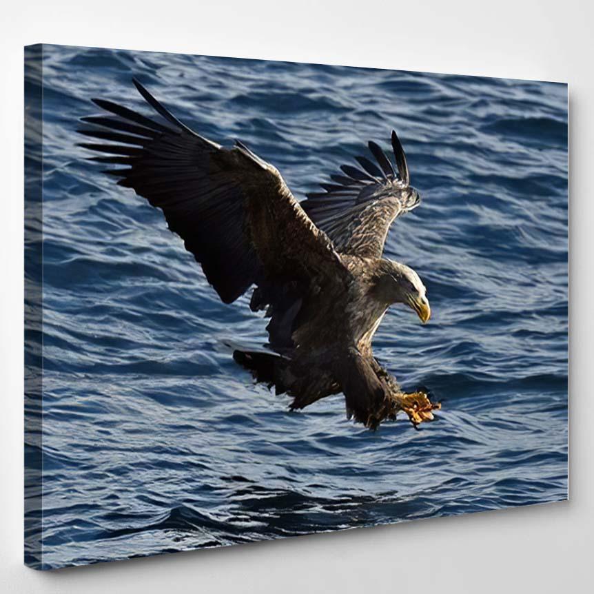 Whitetailed Eagle Flight Fishing Haliaeetus Albicilla – Eagle Animals Canvas Print