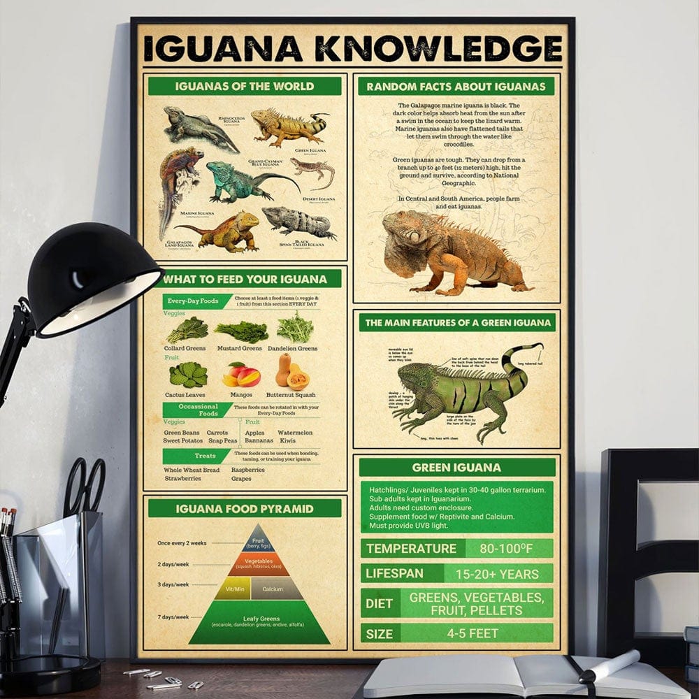 Iguana Knowledge Poster  Canvas