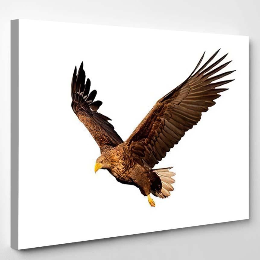 Adult Whitetailed Eagle Haliaeetus Albicilla Flying 1 – Eagle Animals Canvas Print