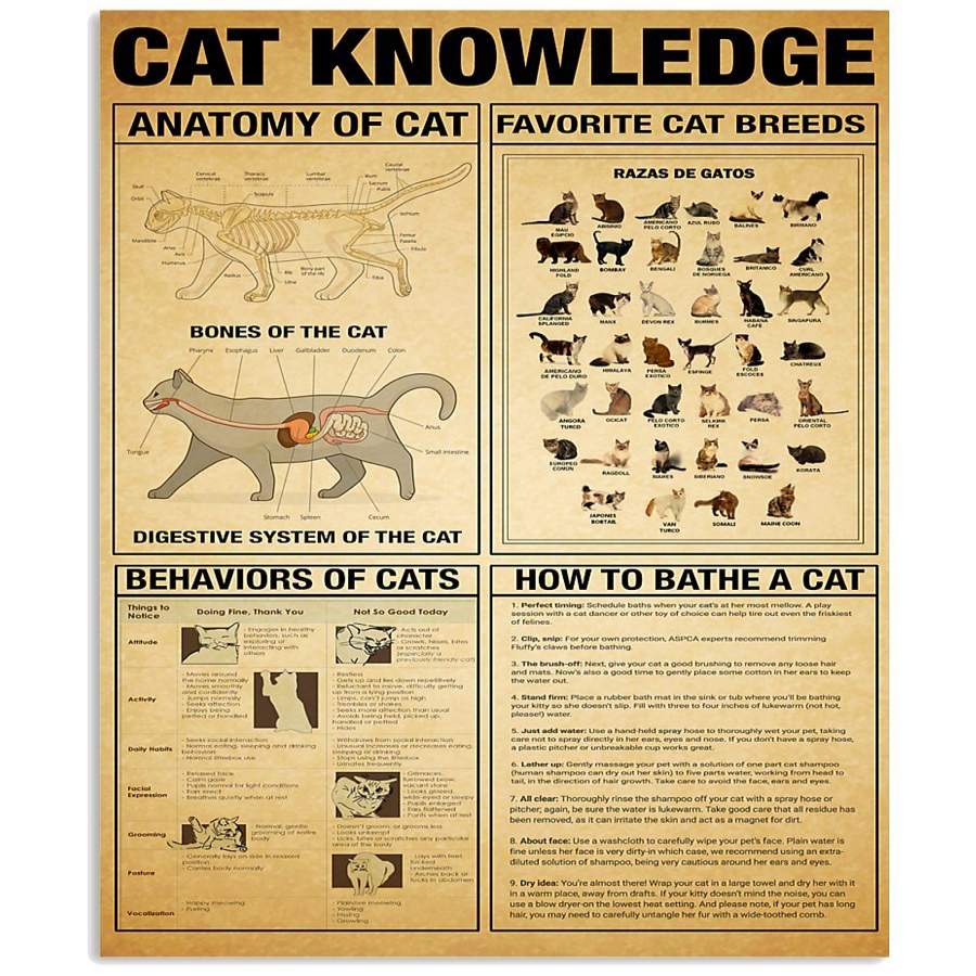 Veterinarian – Cat Knowledge Anatomy Of Cat Favorite Cat Breeds Behavior Of Cat Vertical Poster