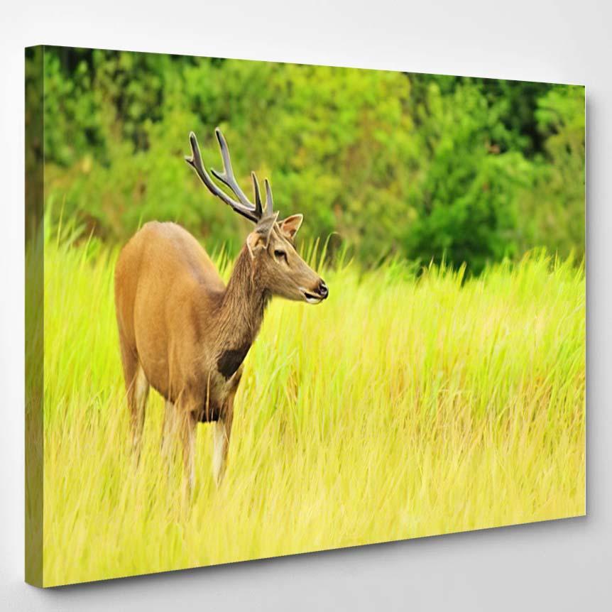 Young Deer Posing Forest – Deer Animals Canvas Print