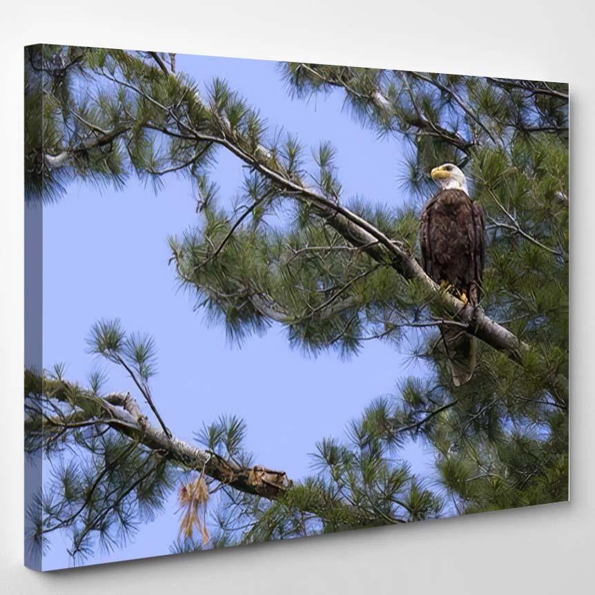 American Bald Eagle White Pine Tree – Eagle Animals Canvas Print