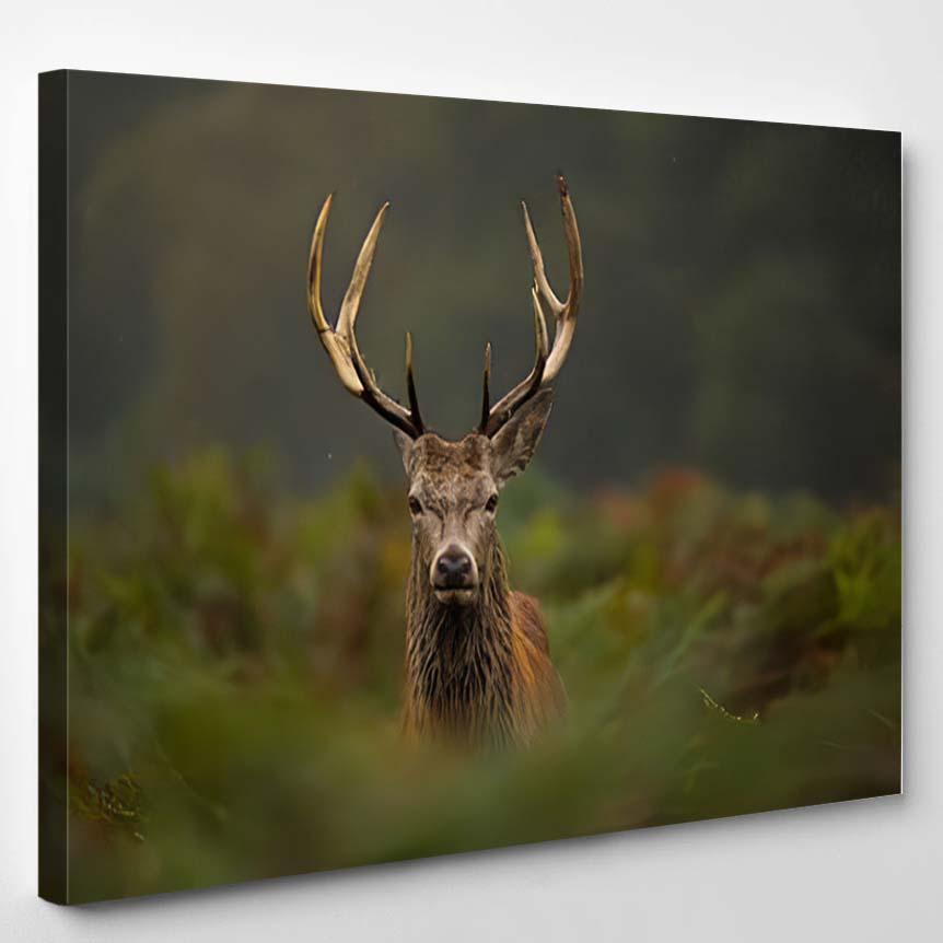 Young Red Deer Stag 5 – Deer Animals Canvas Print