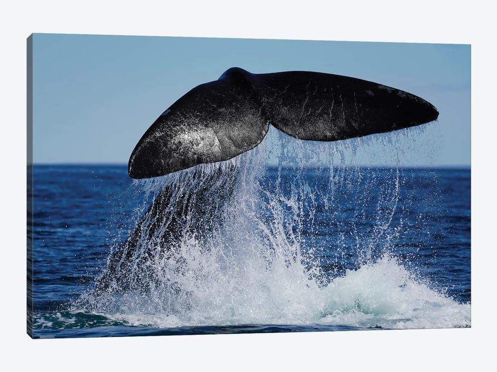 Southern Right Whale Tail Slapping, Peninsula Valdez, Argentina II Canvas Poster 8″x12″ 12×18″ 18″x26″ 24″x36″ 30″x45″