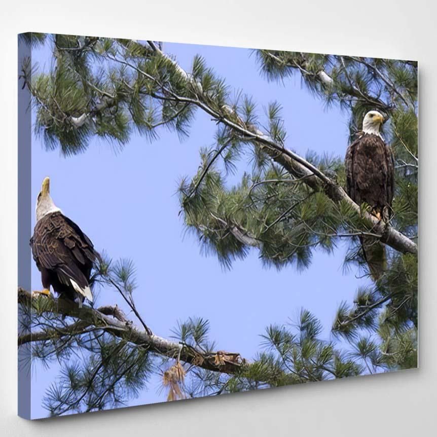 Two American Bald Eagles White Pine – Eagle Animals Canvas Art Wall Decor Christmas Gift Ideas