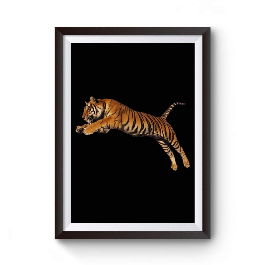 Tiger Color Animals Kesneller Poster