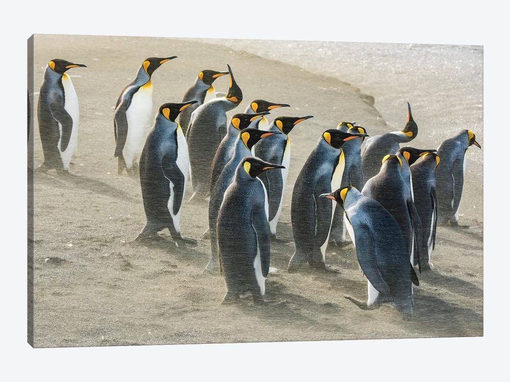 South Georgia Island, Gold Harbour. King Penguins Sandblasted By Katabatic Winds. Canvas Poster 8″x12″ 12×18″ 18″x26″ 24″x36″ 30″x45″