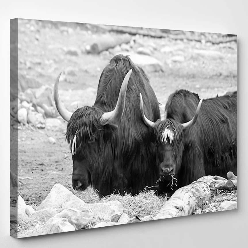 Yaks Black White – Bison Animals Canvas Print