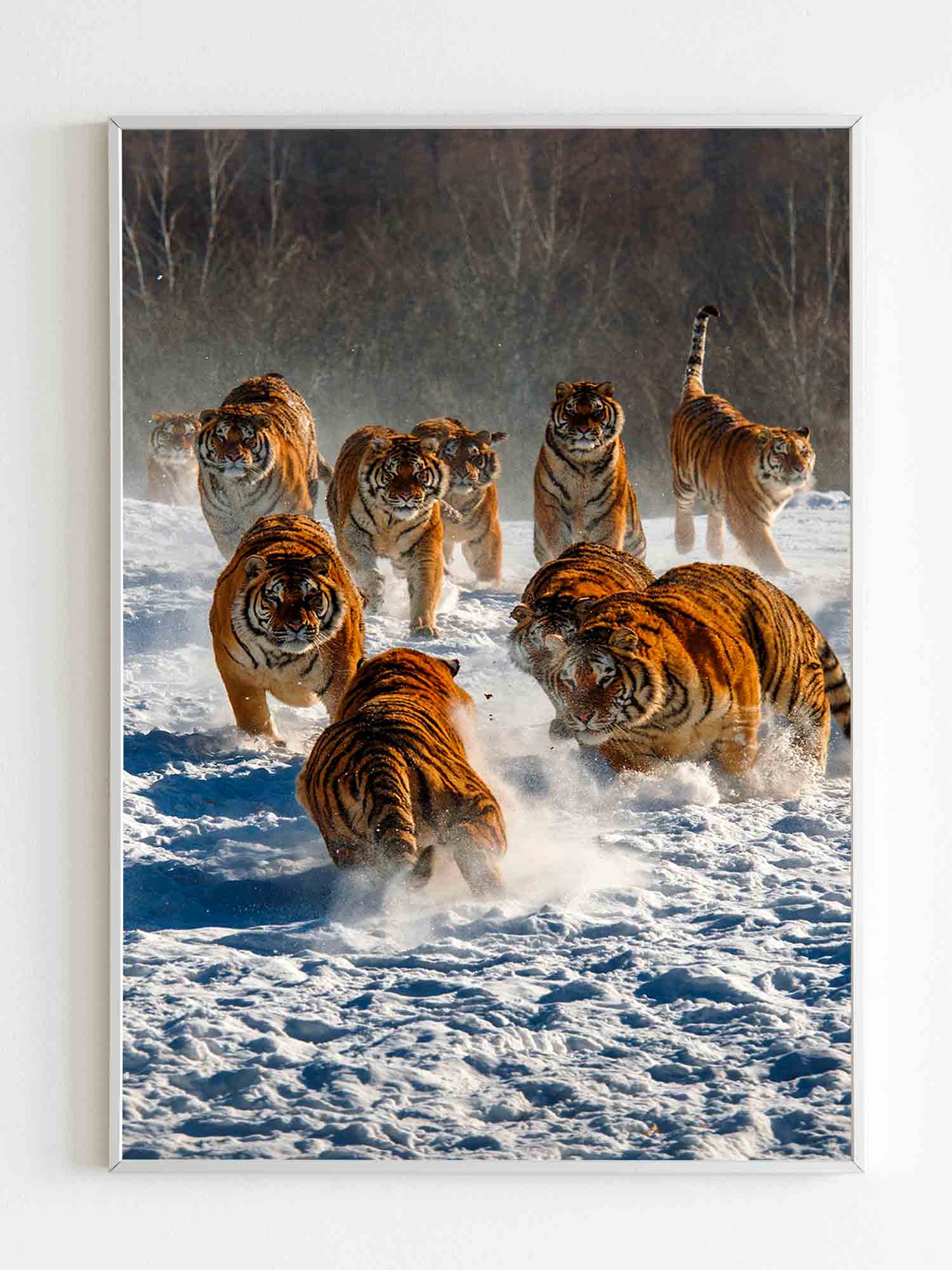 Tigers Animals Poster