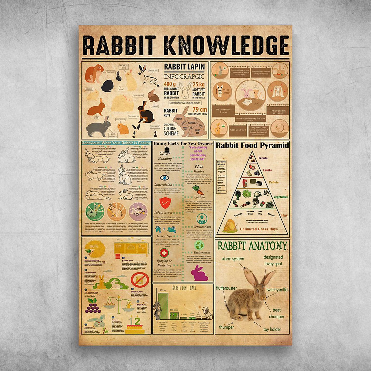 Rabbit Knowledge Rabbit Anatomy Rabbit Food Pyramid Poster Print Wall Art Canvas Wall Decor