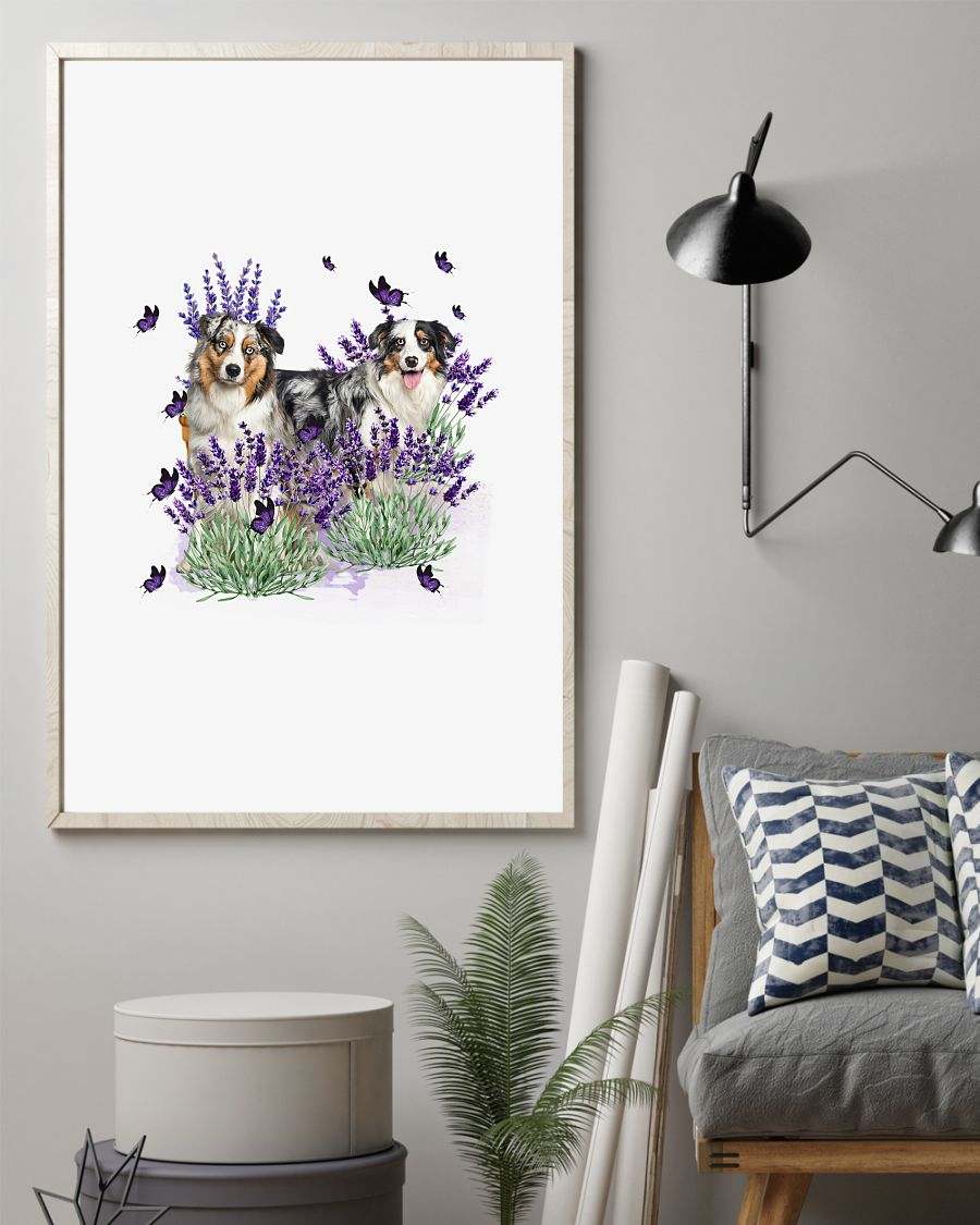 Australian Shepherd with lavender flower poster