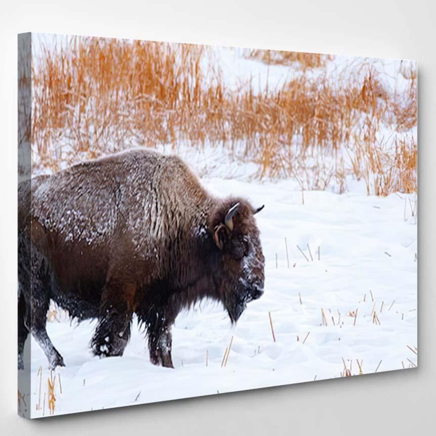 Yellowstone Bison Winter Landscape – Bison Animals Canvas Print