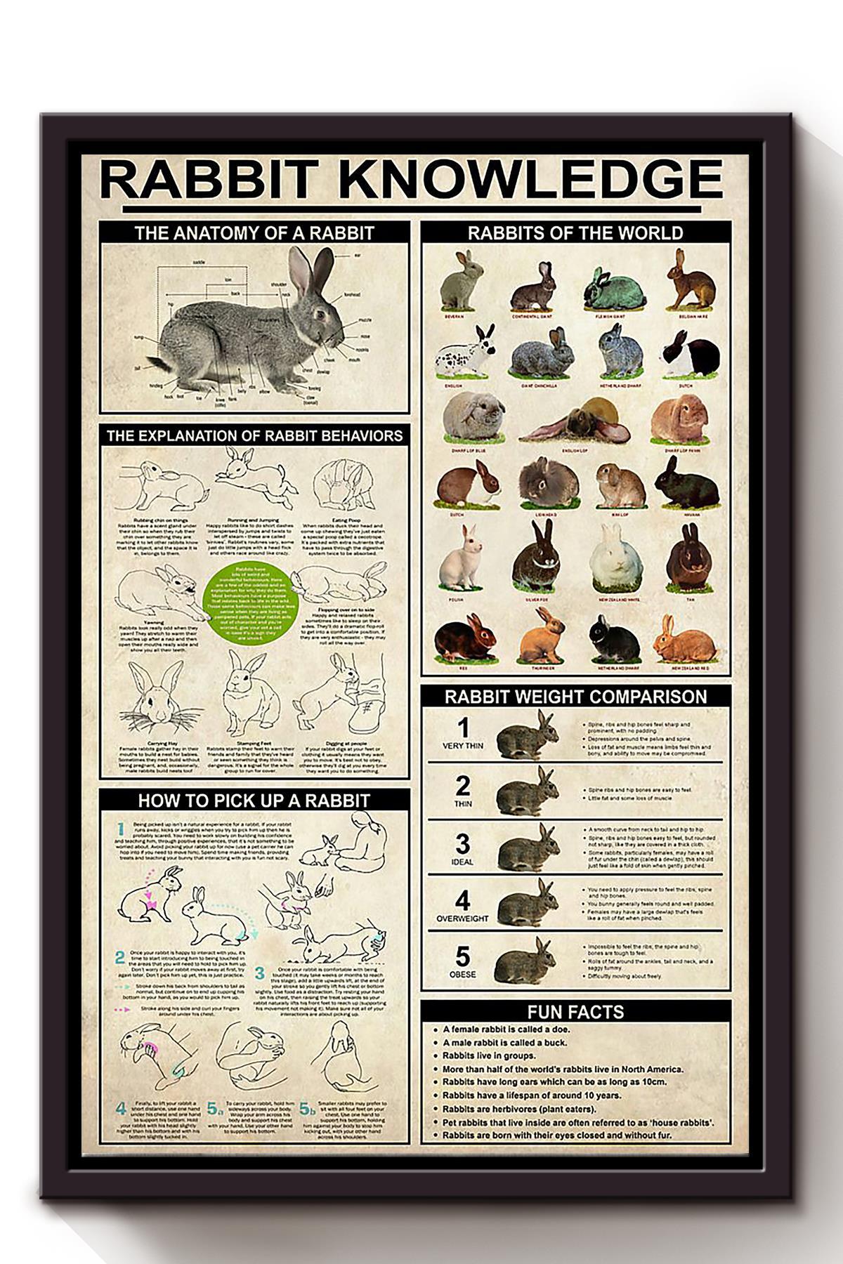 Rabbit Basic Information Animal Knowledge Wall Art For Homeschool Home Decor Framed Canvas