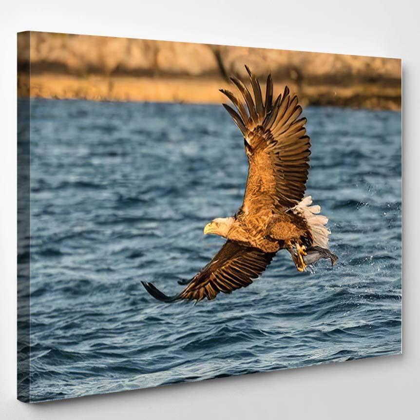 Whitetailed Eagle Haliaeetus Albicilla Just Has – Eagle Animals Canvas Print