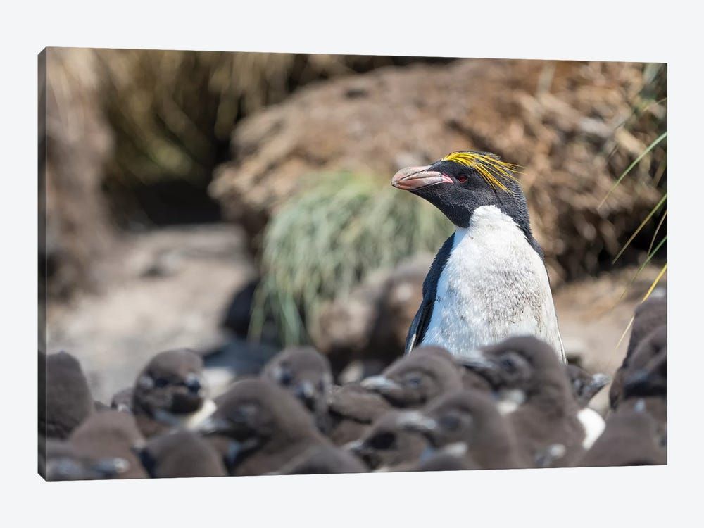 Macaroni Penguin In Colony Of Southern Rockhopper Penguins On Bleaker Island, Falkland Islands. Canvas Poster 8″x12″ 12×18″ 18″x26″ 24″x36″ 30″x45″