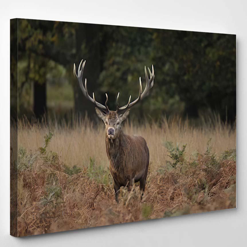 Red Deer Autumn Colours – Deer Animals Canvas Print