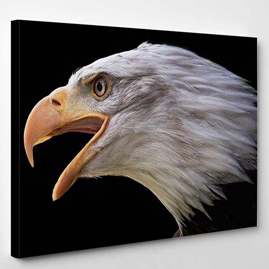 Screaming Bald Eagle Haliaeetus Leucocephalus Beak – Eagle Animals Canvas Print