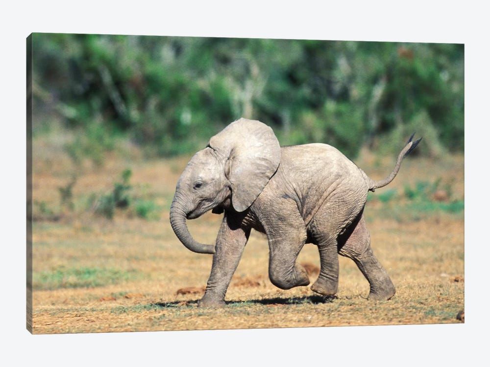 Baby Elephants By Water Hole, South Africa, Addo Elephant Nat’L Park. Canvas Poster 8″x12″ 12×18″ 18″x26″ 24″x36″ 30″x45″