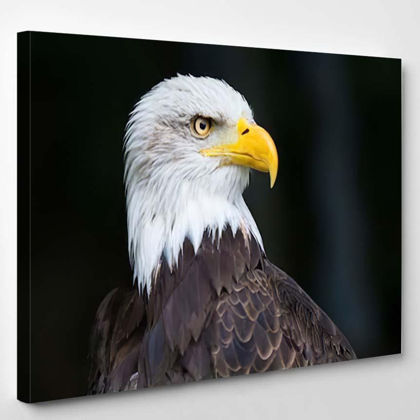 Portrait Bald Eagle Haliaeetus Leucocephalus – Eagle Animals Canvas Print