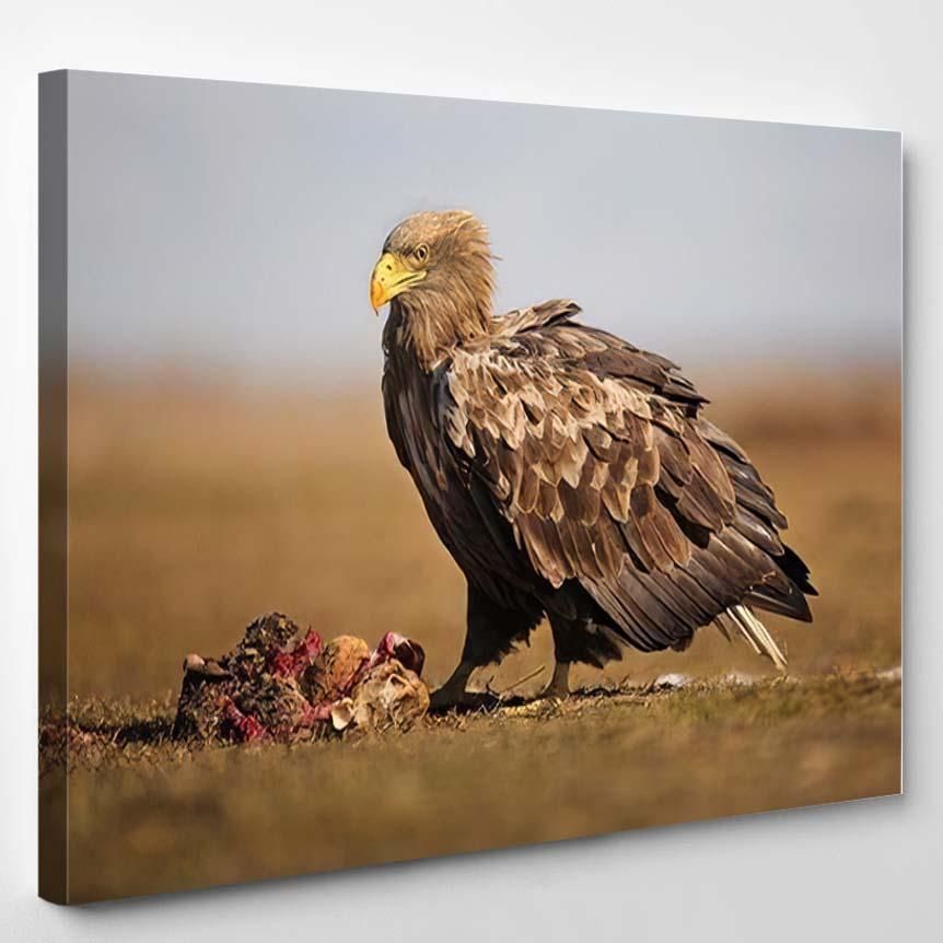 White Tailed Eagle Haliaeetus Albicilla Feeds – Eagle Animals Canvas Art Wall Decor Christmas Gift Ideas