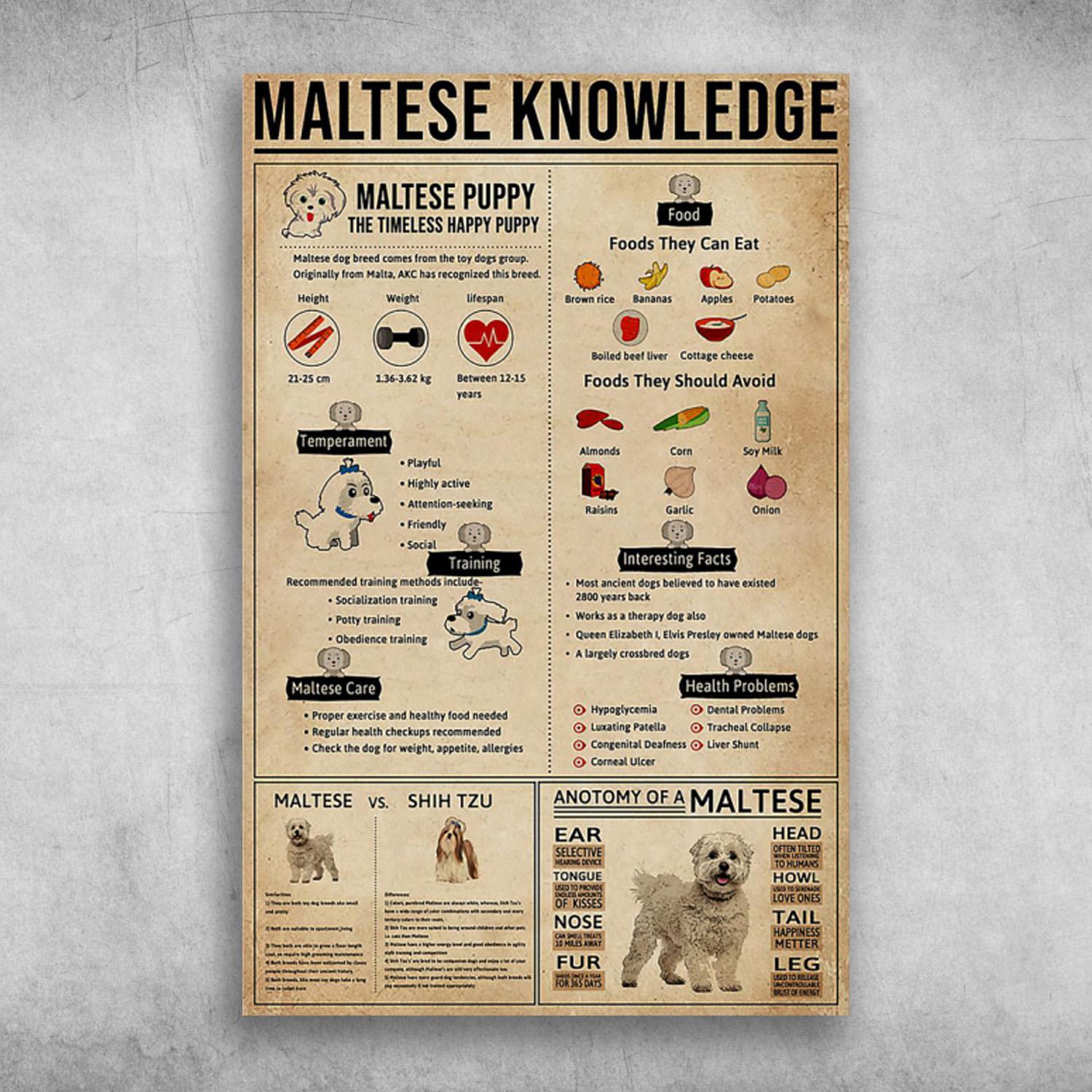 Maltese Knowledge Maltese Puppy The Timeless Happy Puppy Poster Print Wall Art Canvas Wall Decor